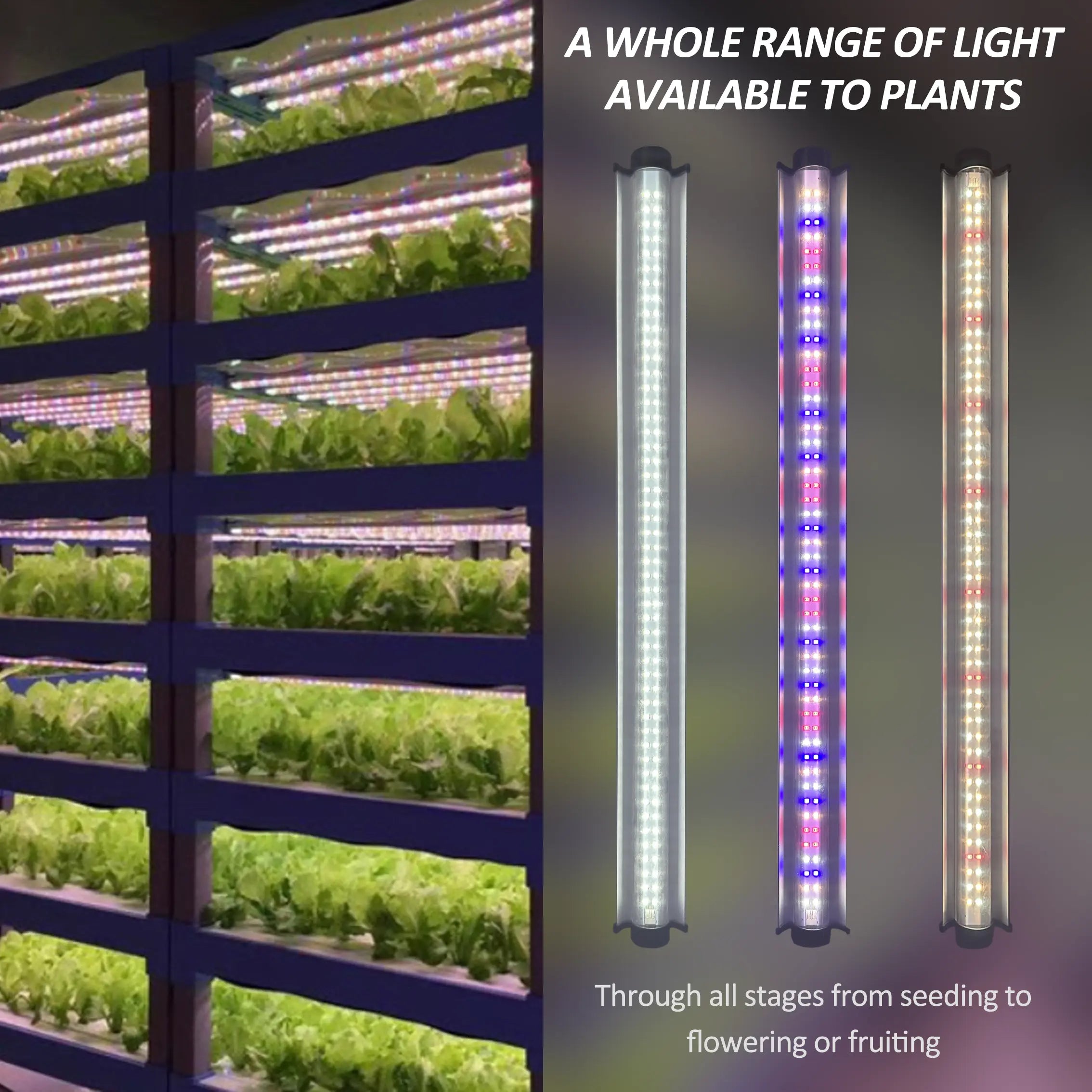 Boost-Your-Seedling-Success-with-RedFarm-s-Energy-Efficient-LED-Grow-Lights RedFarm