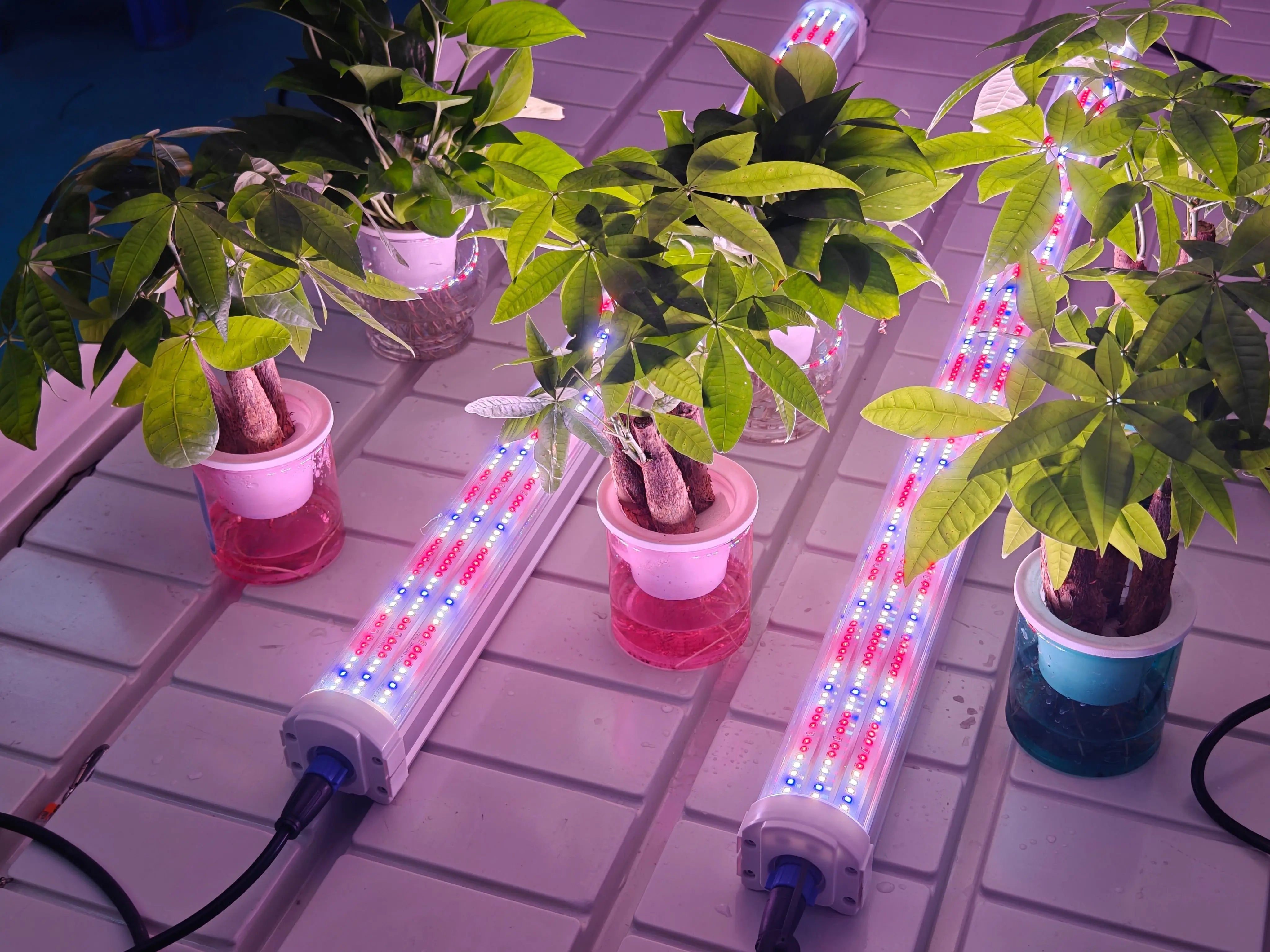 RedFarm-Under-Canopy-LED-Boost-Yields-by-30-with-Targeted-Supplemental-Lighting RedFarm