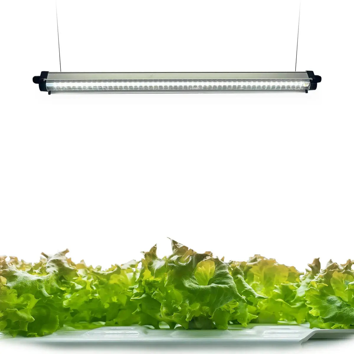 RedFarm Clone LED Grow Light Strip: Master Seedling Propagation with P